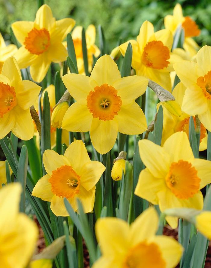 Wholesale Narcissi Large Cupped 'Fortune' - Daffodil | A.D.R. Bulbs