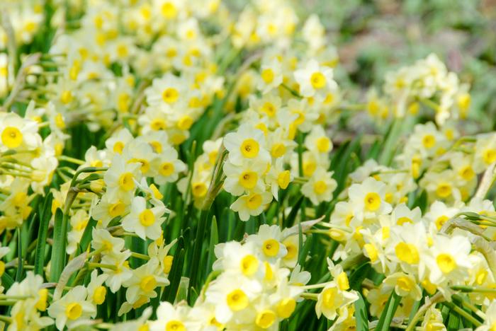 Wholesale Narcissi Miniature 'Minnow' - Daffodil | A.D.R. Bulbs