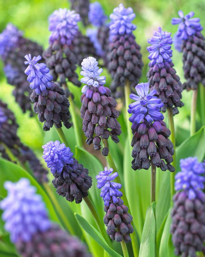 Wholesale Muscari Latifolium - Grape Hyacinth | A.D.R. Bulbs