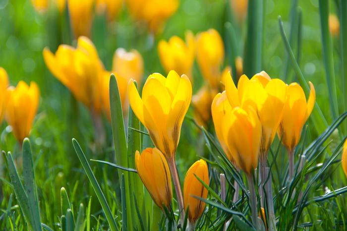 Wholesale Crocus Large Flowering 'Golden Yellow' - Crocus | A.D.R. Bulbs