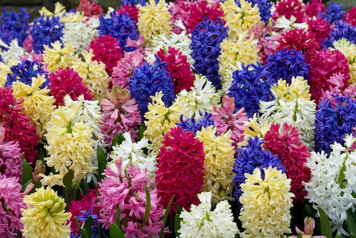 Wholesale Hyacinthus Orientalis 'Rainbow Mixture' - Hyacinth | A.D.R. Bulbs