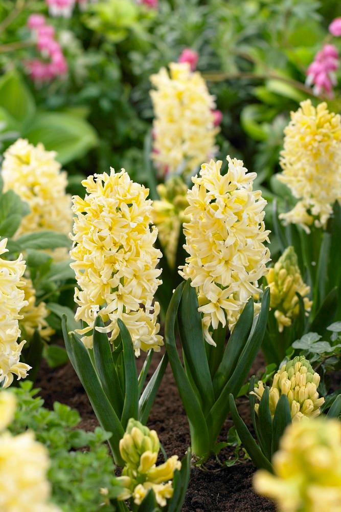 Wholesale Hyacinthus Orientalis 'Gypsy Princess' - Hyacinth | A.D.R. Bulbs