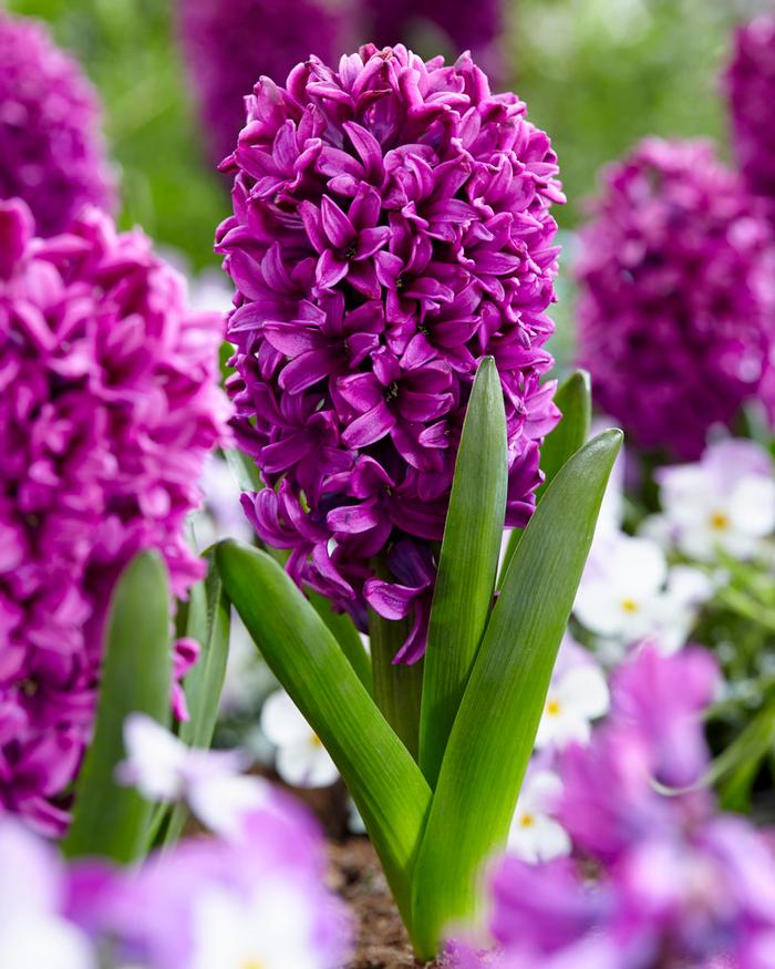 Wholesale Hyacinthus Orientalis 'Miss Saigon' - Hyacinth | A.D.R. Bulbs