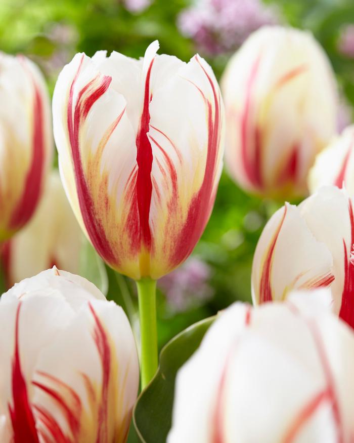 Wholesale Tulipa Triumph 'Carnaval de Rio' - Tulip | A.D.R. Bulbs