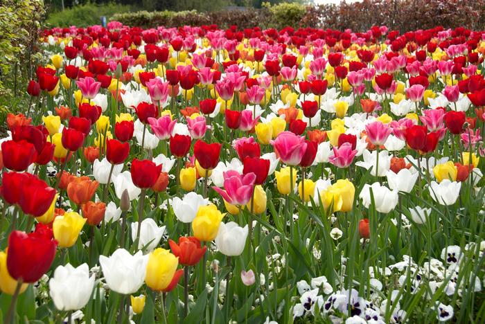 Wholesale Tulipa Triumph 'Mixture' - Tulip | A.D.R. Bulbs