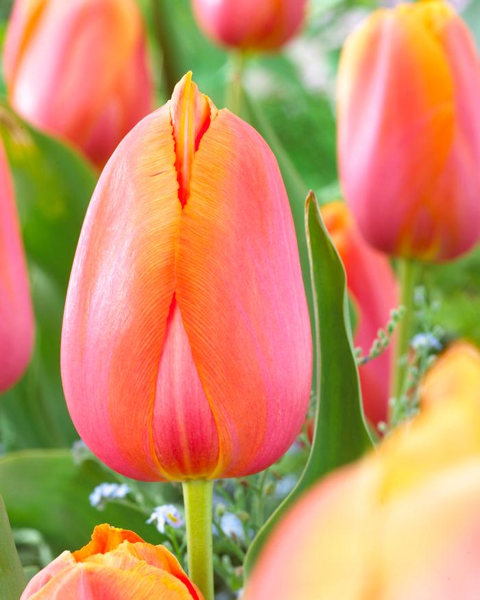Wholesale Tulipa Single Late 'Dordogne' - Tulip | A.D.R. Bulbs