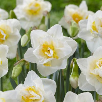 Narcissi Double 'White Lion' 