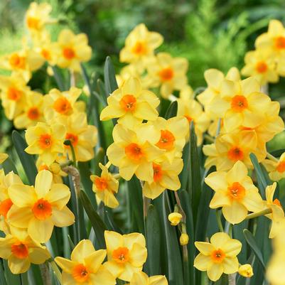 Narcissi Bunch Flowering 'Martinette' 