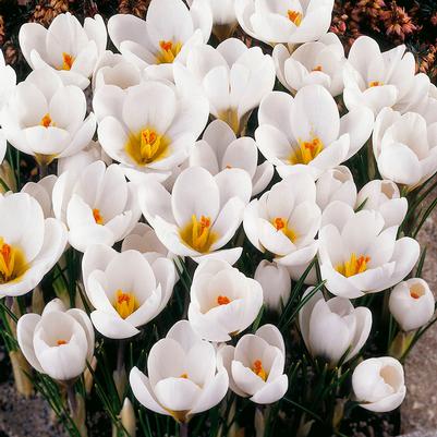 Crocus Species 'Ard Schenk' 