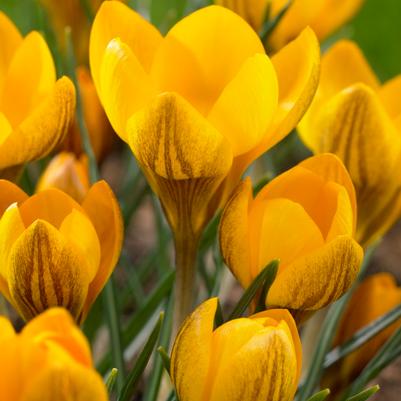 Crocus Species 'Dorothy' 