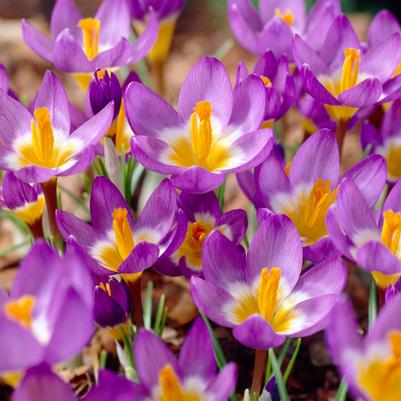 Crocus Species 'Tricolor' 