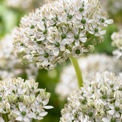 Allium Tall 'Nigrum' 