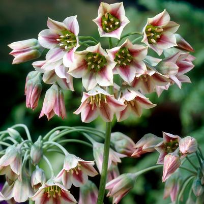 Allium Tall 'Nectaroscordum' 