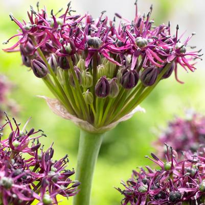 Allium Miniature 'Atropurpureum' 