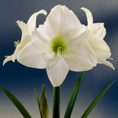 Amaryllis Dutch 'Christmas Gift' 