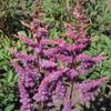 Astilbe arendsii 'Amethyst' (Ships in Spring) 