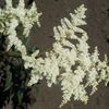 Astilbe arendsii 'Bridal Veil' (Ships in Spring) 