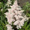 Astilbe japonica 'Peach Blossom' (Ships in Spring) 