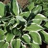 Hosta 'Francee' (Ships in Spring) 