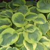 Hosta 'Frances Williams' (Ships in Spring) 