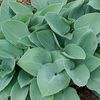 Hosta 'Halcyon' (Ships in Spring) 