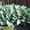 Hosta sieboldiana 'Elegans' (Ships in Spring) 