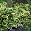 Hosta 'Wide Brim' (Ships in Spring) 