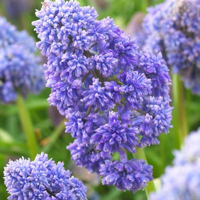 Muscari 'Fantasy Creation' 