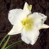 Hemerocallis 'Gentle Shepherd' (Ships in Spring) 