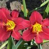 Hemerocallis rebloomer 'Pardon Me' (Ships in Spring) 