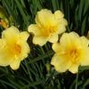 Hemerocallis rebloomer 'Stella d'Oro' (Ships in Spring) 