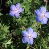 Geranium Johnson's Blue (Ships in Spring) 