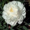 Paeonia 'Duchess de Nemours' (Ships in Spring) 