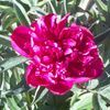 Paeonia 'Karl Rosenfeld' (Ships in Spring) 