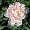 Paeonia 'Sarah Bernhardt' (Ships in Spring) 