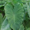 Colocasia Esculenta 'Coco' (Ships in Spring) 