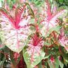 Caladium Fancy Leaf 'Carolyn Whorton' (Ships in Spring) 