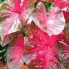 Caladium Fancy Leaf 'Red Flash' (Ships in Spring) 