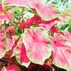 Caladium Fancy Leaf 'Freida Hemple' (Ships in Spring) 