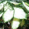 Caladium Fancy Leaf 'Aaron' (Ships in Spring) 