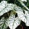 Caladium Fancy Leaf 'White Christmas' (Ships in Spring) 