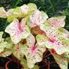 Caladium Speckled 'Miss Muffet' (Ships in Spring) 