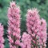 Liatris Spicata (Ships in Spring) 