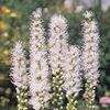 Liatris Spicata Alba (Ships in Spring) 