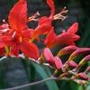 Crocosmia Lucifer (Ships in Spring) 