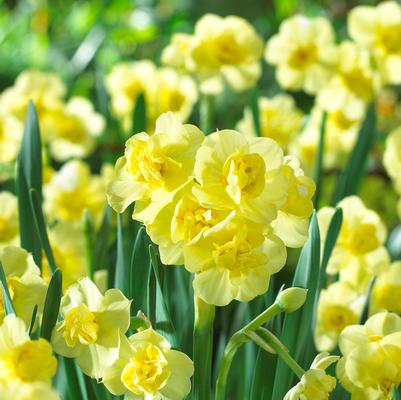 Narcissi Bunch Flowering 'Yellow Cheerfulness' 