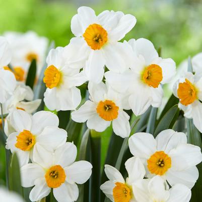 Narcissi Bunch Flowering 'Geranium' 