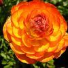 Ranunculus Aviv 'Orange' 