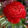 Ranunculus Aviv 'Red' 