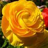 Ranunculus Aviv 'Yellow' 